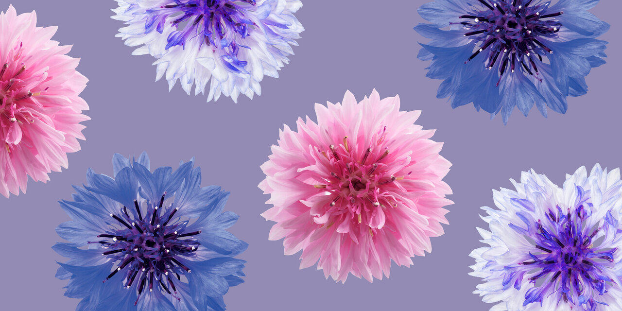 Biologische korenbloem