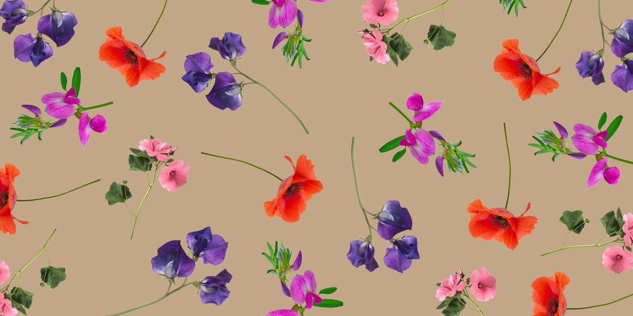 Biologische vlinderbloemen