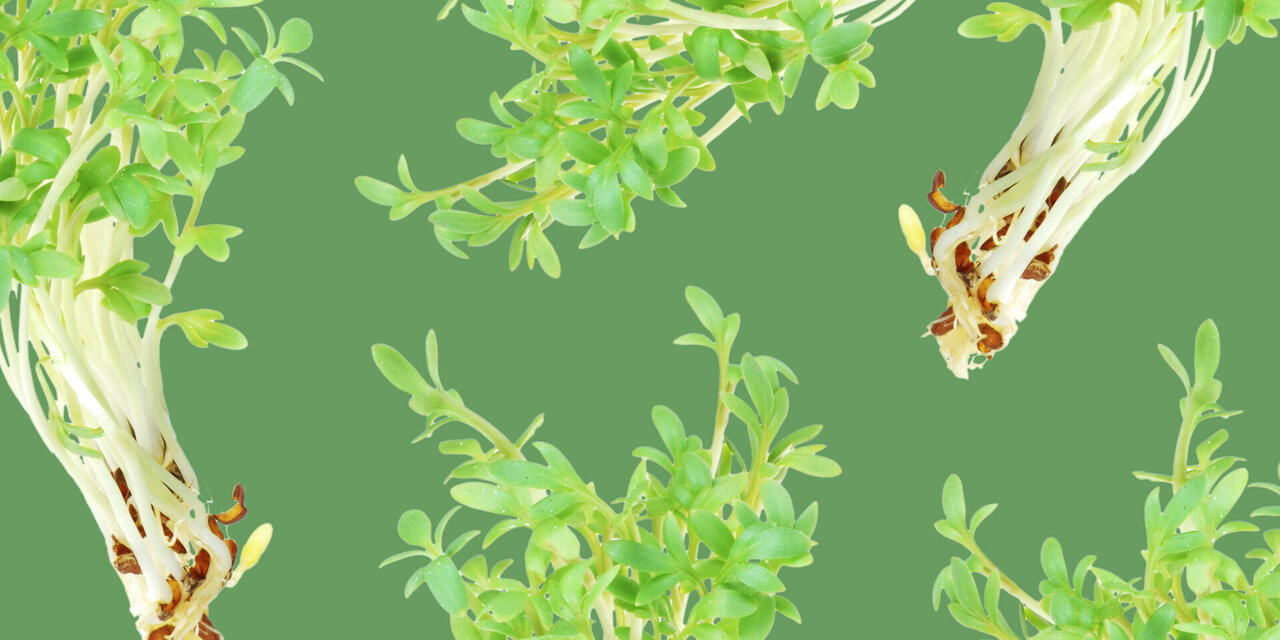 Biologische tuinkers