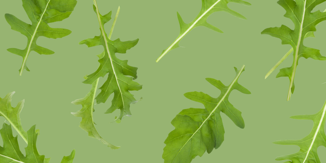 Rucola