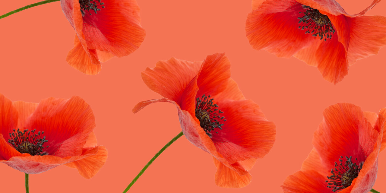 Biologische klaproos