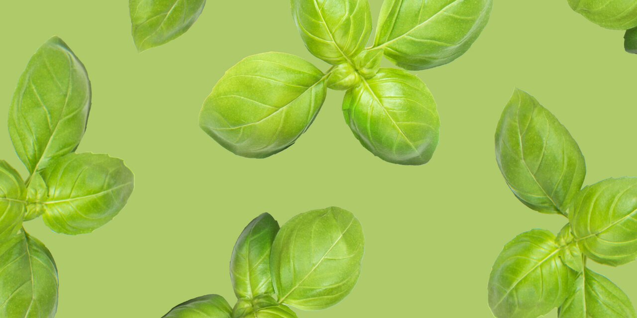 Basilicum