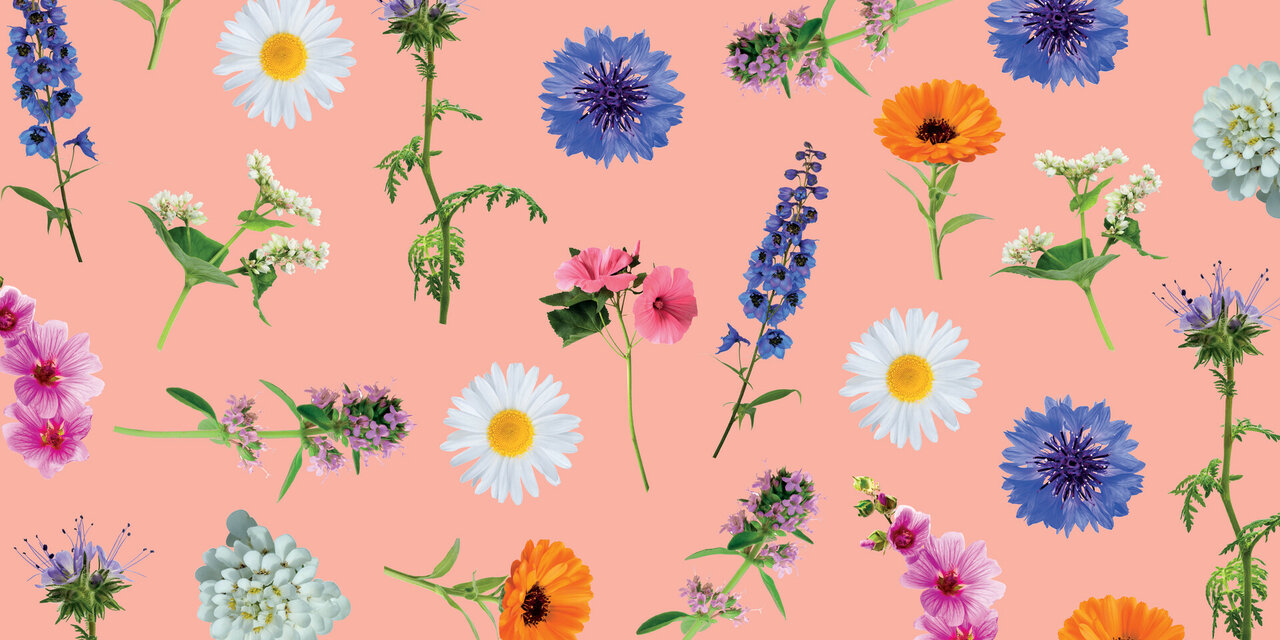 Biologische wildbloemen