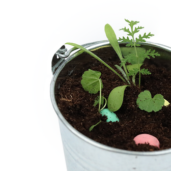 Zaadbommetjes per stuk - mix van kleuren